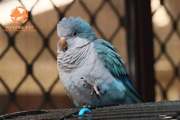 Mua Bán Vẹt Monk Blue&nbsp;Parakeet (vẹt thầy tu) Tại TP.HCM